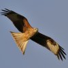 "2 year old in to roost" by Sonia Johnson